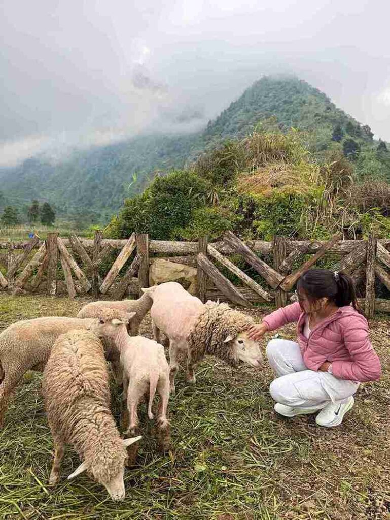 jasa sewa jeep dieng